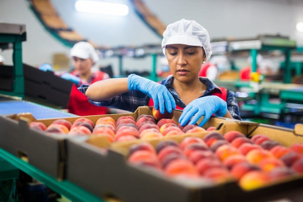 Latino,Woman,Sorts,Fresh,Peaches,On,A,Fruit,Packing,Line